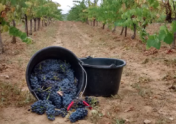 harvest