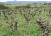 grape wine
